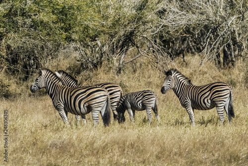 Herd of zebras in the African savannah  South Africa