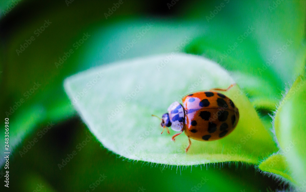 Fototapeta premium Insect ladybug
