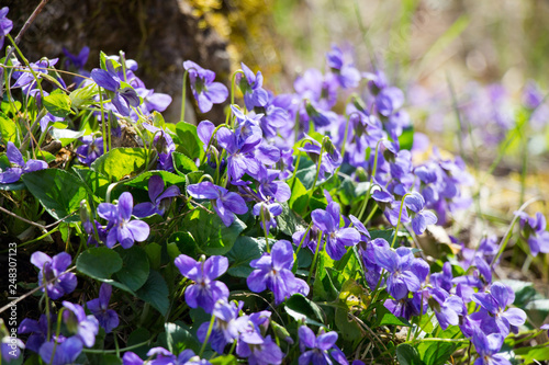 blue flowers in the garden