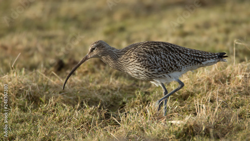 Curlew searching for food on Grassland