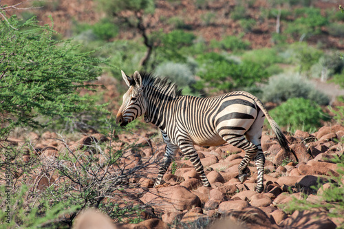Zebra, Namibia