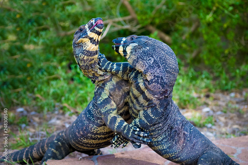 Fotografija Two Lace Goannas, Australian monitor lizards fighting ferociously