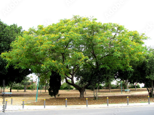 Yellow flower trees in Nicosia, Cyprus