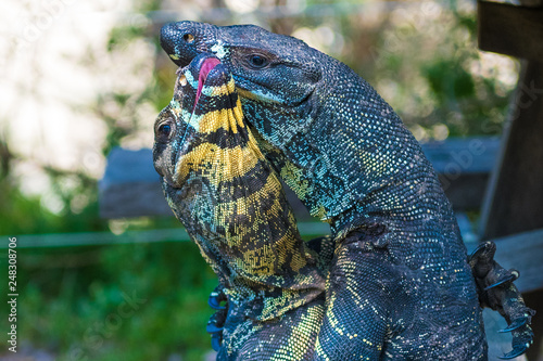 Two Lace Goannas  Australian monitor lizards fighting ferociously
