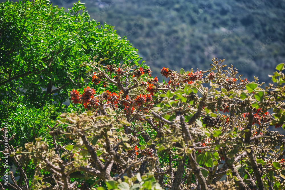 Fototapeta premium Tree with blooming red flowers in the garden in Hawaii