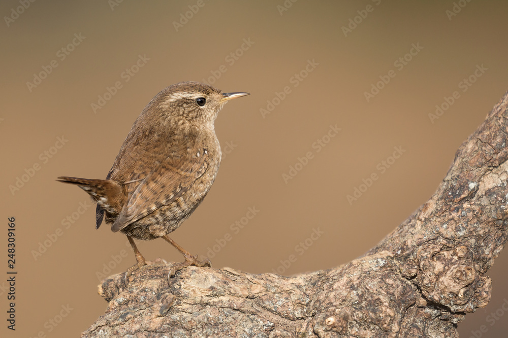 Ritratto di uno scricciolo comune (Troglodytes troglodytes) Ritratto di uno scricciolo comune (Troglodytes troglodytes)