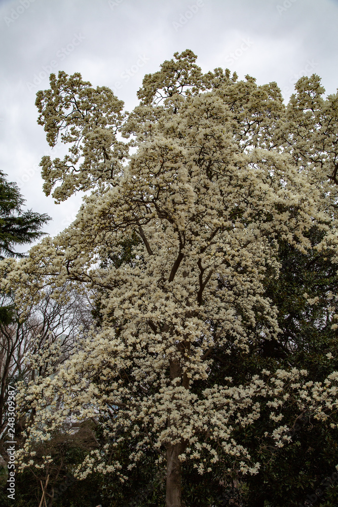 blossoming magnolia flowers and magnolia trees with branches.  big flowers with petals close up