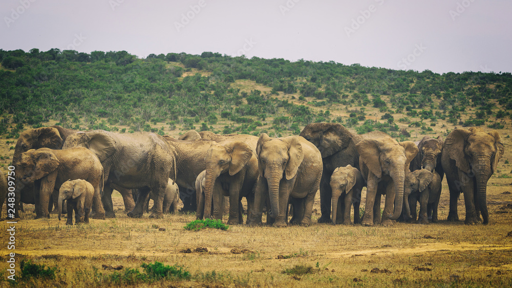 Obraz premium Big herd of african elephants in Addo National Park, South Africa