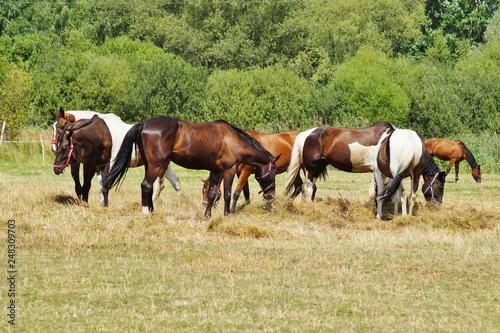 Beautiful horses on a farm. Horses in the summer in the meadow