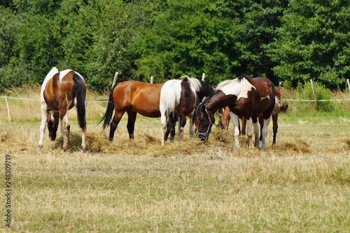 Beautiful horses on a farm. Horses in the summer in the meadow