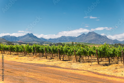 Vineyard and the mountains in Franschhoek town in South Africa