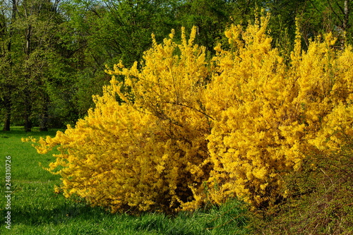 Fototapet forsythia bush in spring park - early spring