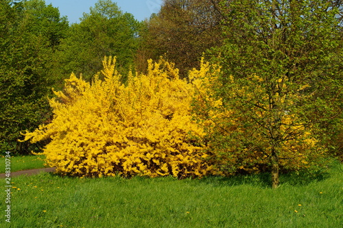 Fotografia forsythia bush in spring park - early spring