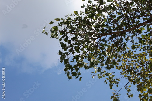tree with green leaves and blue sky