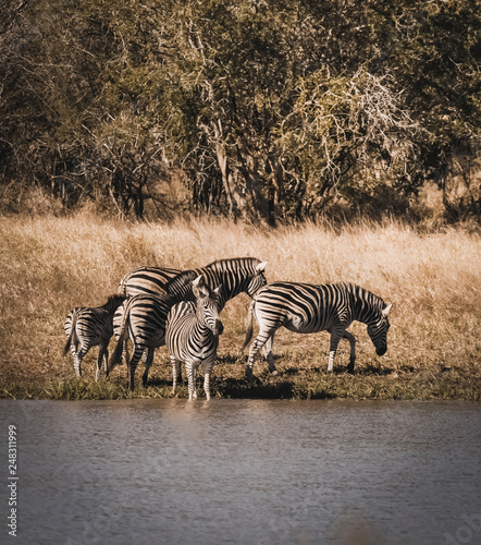 Herd of zebras in the African savannah