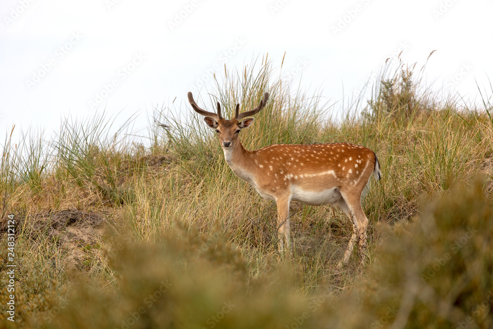 beautiful spotted fallow deer looking at camera in wildlife beautiful spotted fallow deer looking at camera in wildlife