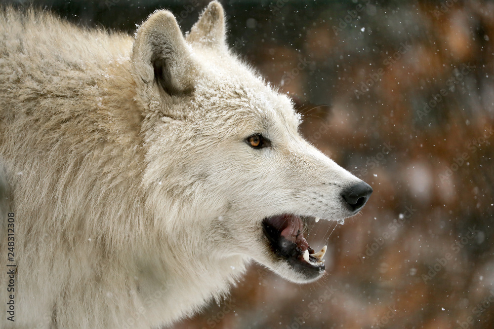 side view of wild wolf animal showing teeth in natural habitat in winter side view of wild wolf animal showing teeth in natural habitat in winter