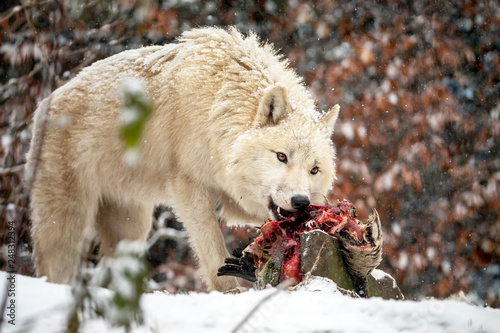 wild wolf animal eating meat in natural habitat in winter
