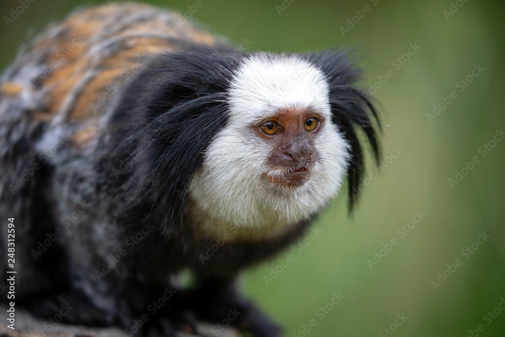 close-up view of cute callithrix geoffroyi monkey in wildlife close-up view of cute callithrix geoffroyi monkey in wildlife