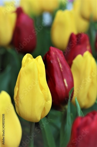 Red and yellow tulips in the flower garden.