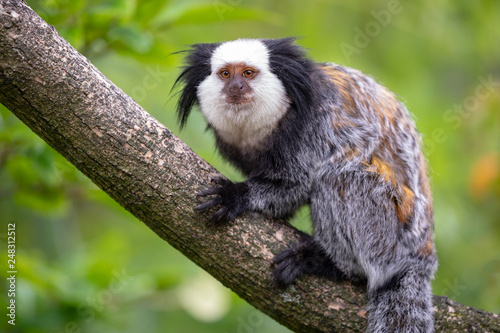 close-up view of cute callithrix geoffroyi monkey on branch