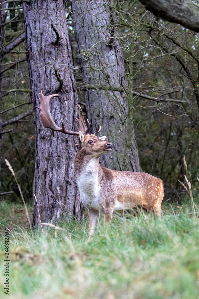horned brown spotted deer standing on grass in forest horned brown spotted deer standing on grass in forest