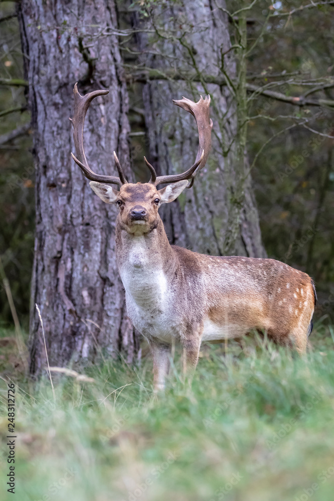 horned brown spotted deer standing on grass in forest horned brown spotted deer standing on grass in forest