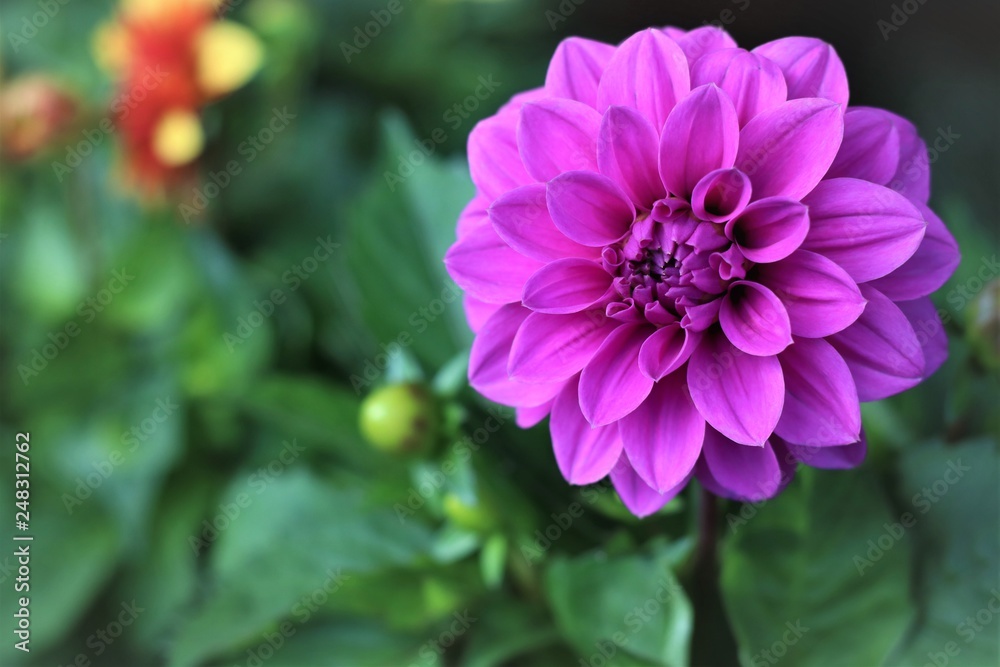 Obraz premium Pink flowers in the garden are blooming.