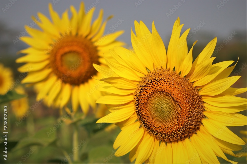 Sunflower in wide field.