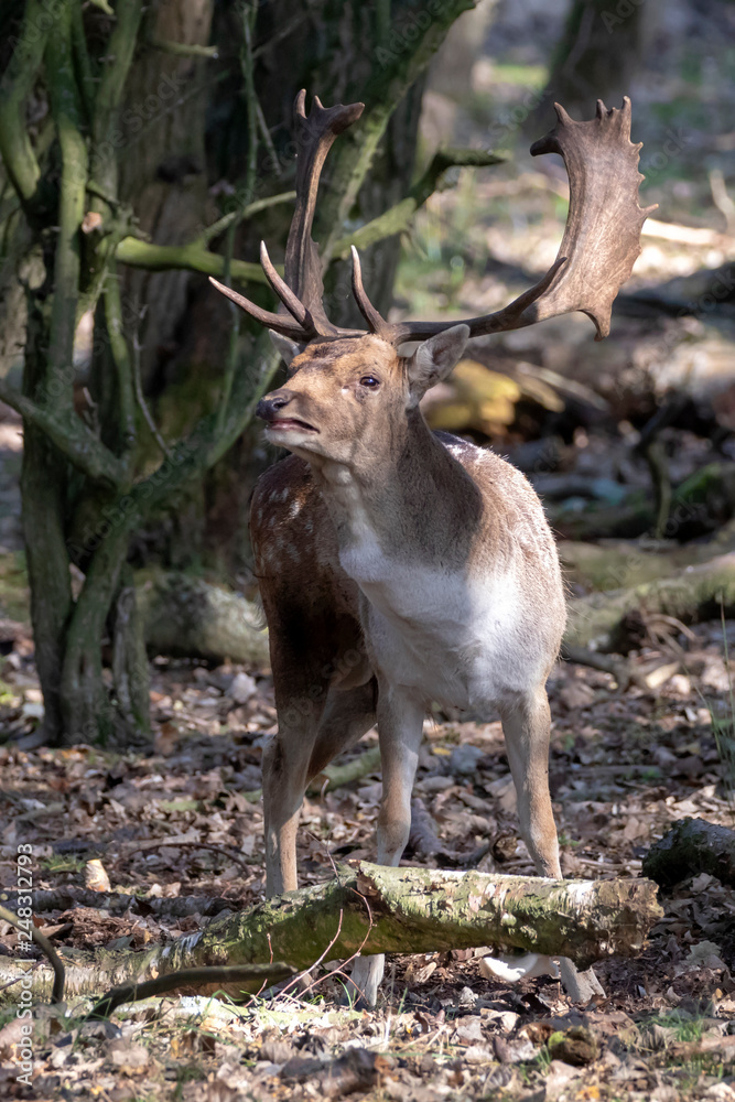 beautiful brown deer with antlers standing between dry trees in forest beautiful brown deer with antlers standing between dry trees in forest