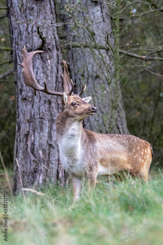 horned brown spotted deer standing on grass in forest