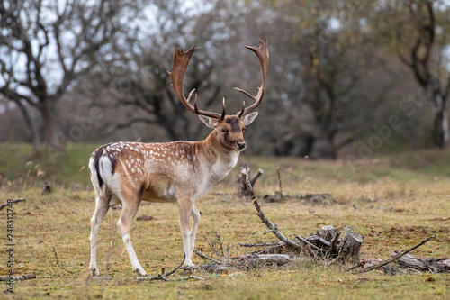 Fototapeta Naklejka Na Ścianę i Meble -  full length view of beautiful brown horned spotted deer standing on meadow