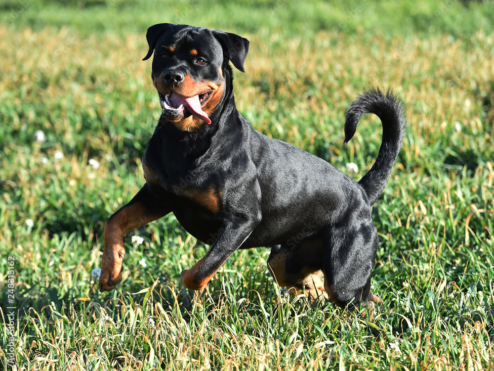 rottweiler corriendo en un campo verde rottweiler corriendo en un campo verde