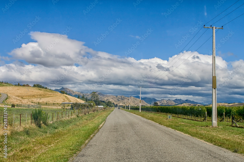 Empty rural road through vineyards