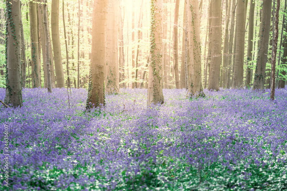 Hallerbos, bluebells enchanted forest in Belgium at springtime