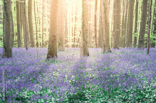 Obraz na płótnie Hallerbos, bluebells enchanted forest in Belgium at springtime w salonie