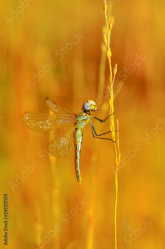 Macro shots, Beautiful nature scene dragonfly.  © blackdiamond67