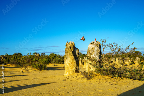 rosebreasted cockatoos at the pinnacles in nambung national park, australia 1 photo