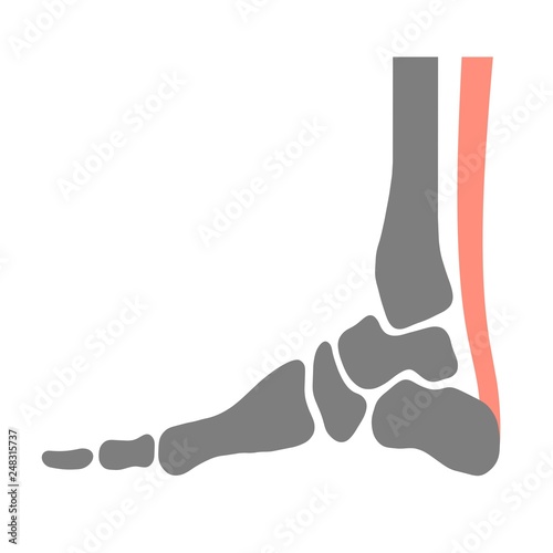 足の骨とアキレス腱 photo