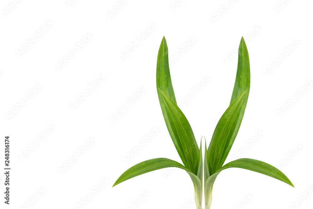 Fototapeta premium Fresh Pandan Green leaves isolated on white background.