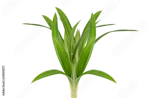 Fresh Pandan Green leaves isolated on white background.