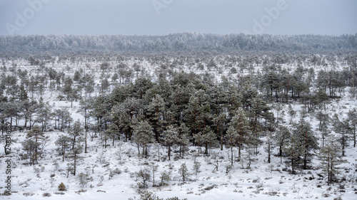 Wallpaper Mural Great Kemeri Bog Boardwalk in winter, Kemeri National Park, Latvia. Torontodigital.ca