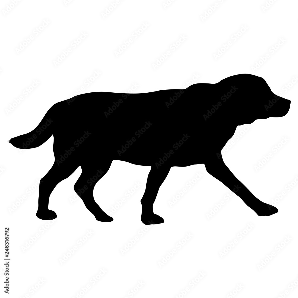 Labrador dog silhouette on a white background