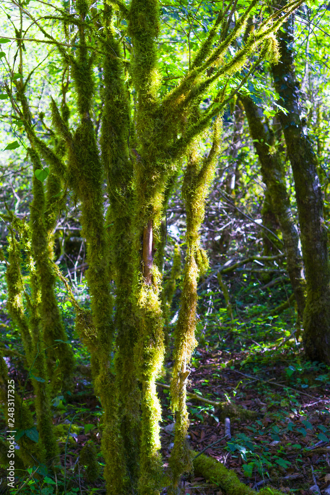 Fototapeta premium The tree is covered with MOSS