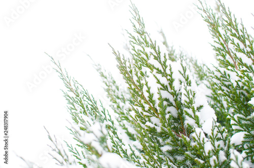 Green bush of needles in the snow