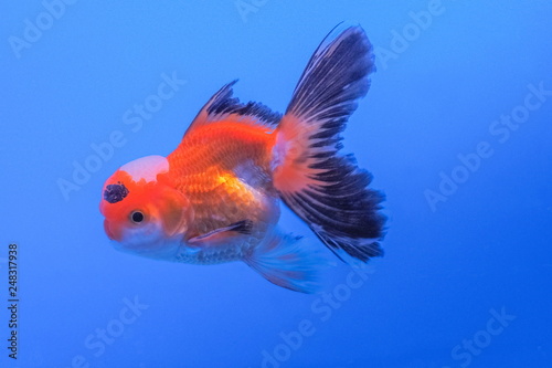 Fototapeta Naklejka Na Ścianę i Meble -  Beautiful Orange-Black Color of Oranda Goldfish (Carassius auratus) in glass tank on blue background, aquarium pet fish in Thailand.