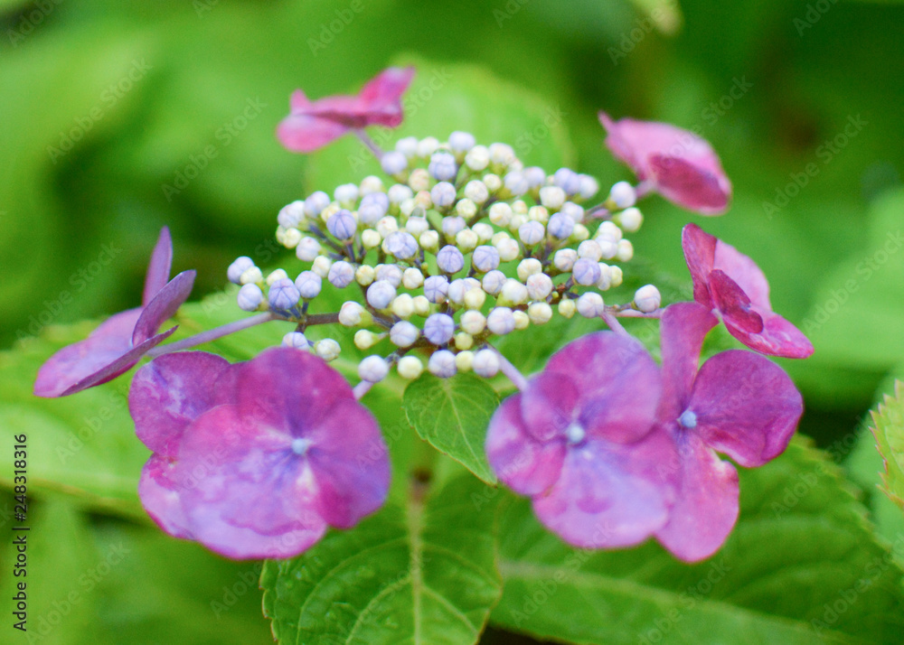 Beautiful blue and purple hydrangea in bright garden for wallpaper/postcards/wedding bouquet. On spring/early summer Beautiful blue and purple hydrangea in bright garden for wallpaper/postcards/wedding bouquet. On spring/early summer
