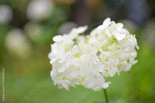 Beautiful white innocent hydrangea in bright garden for wallpaper/postcards/wedding bouquet. On spring/early summer