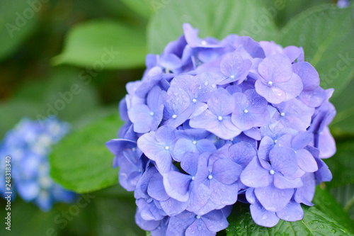 Beautiful blue hydrangea in bright garden for wallpaper postcards wedding bouquet. On spring early summer
