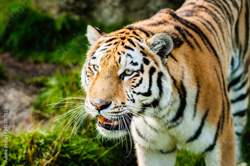 An Amur Tiger which is the largest and lightest coloured of the tiger sub-species and the largest cats in the world 